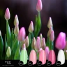 Набор камуфлирующих баз «Tulip Meadow»